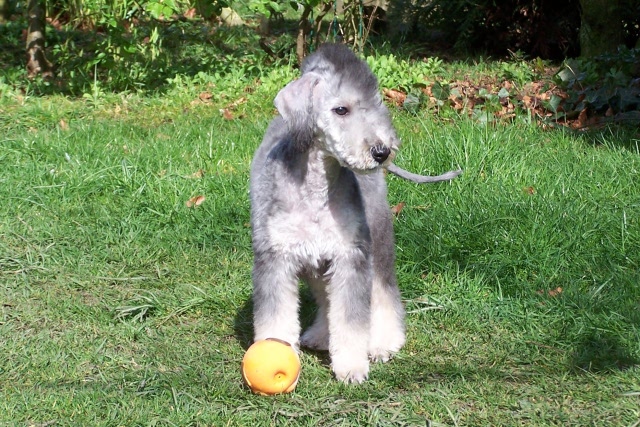 Arc-en-ciel Arlequin 06.04 (10).JPG